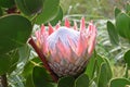 Colorful pink King Protea in the Botanical Garden in Cape Town in South Africa Ã¢â¬â the national flower of South Africa Royalty Free Stock Photo